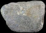 Hadrosaur Toe Bone - Alberta (Disposition #-) #71664-1